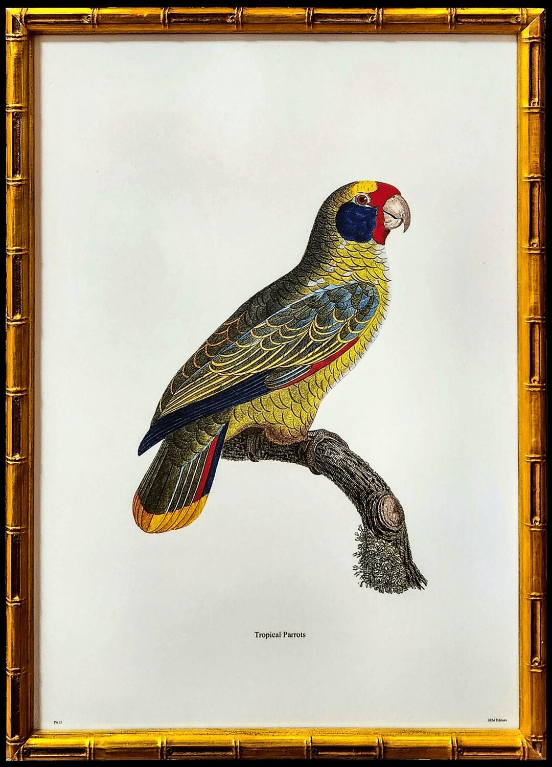 Quadro - Gravura pássaros (50,5 cm x 35,5 cm)